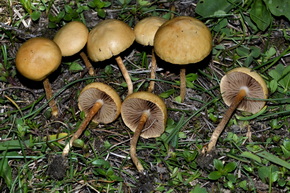 agrocybe
